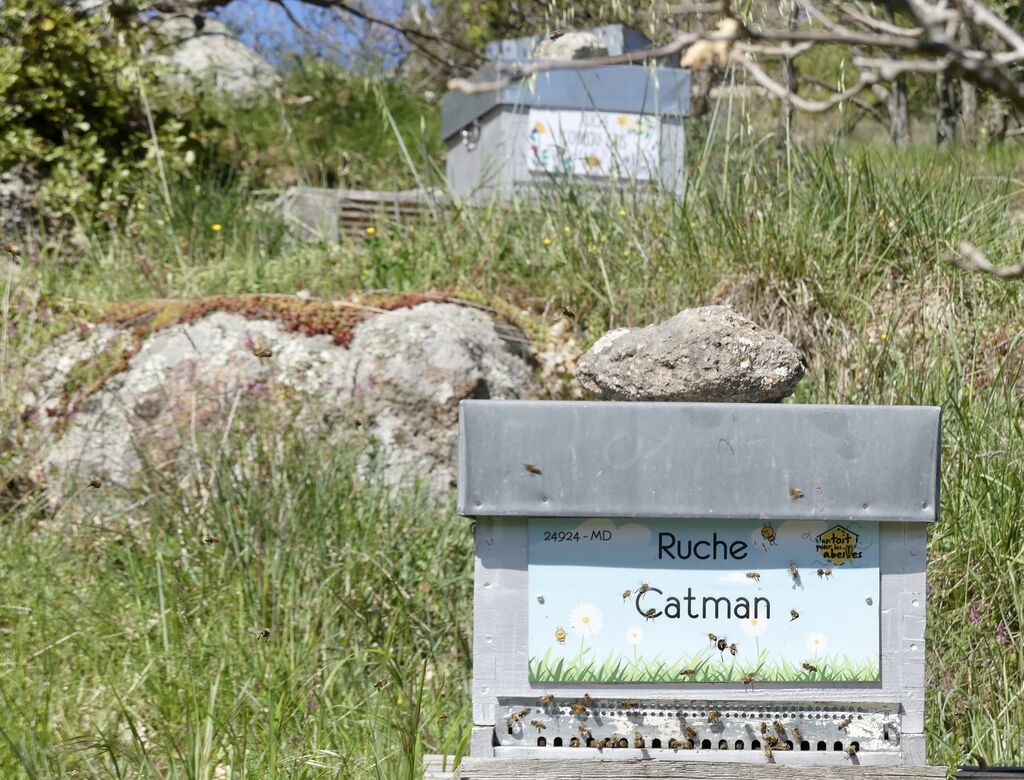 La ruche Catman