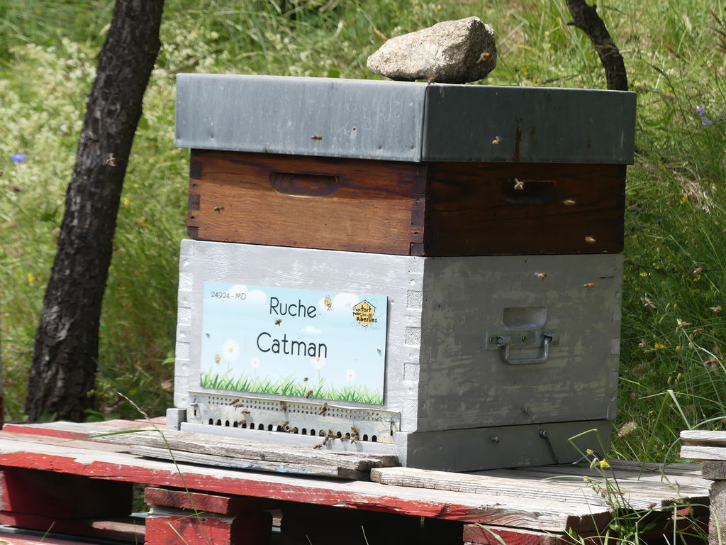 La ruche Catman