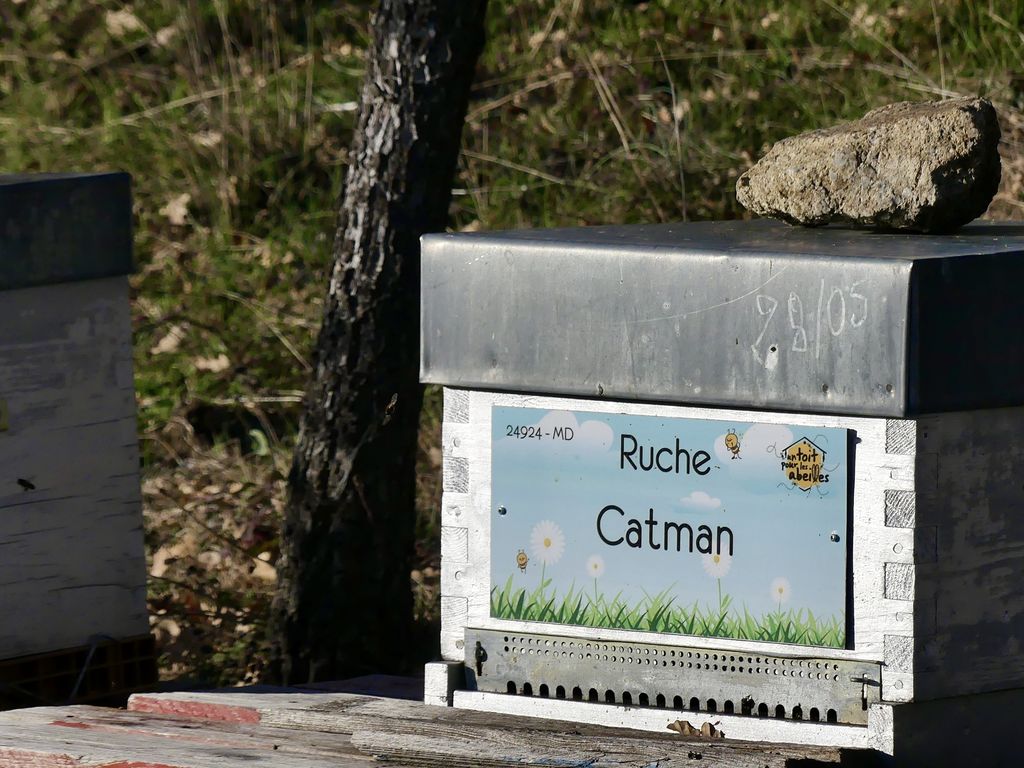 La ruche Catman