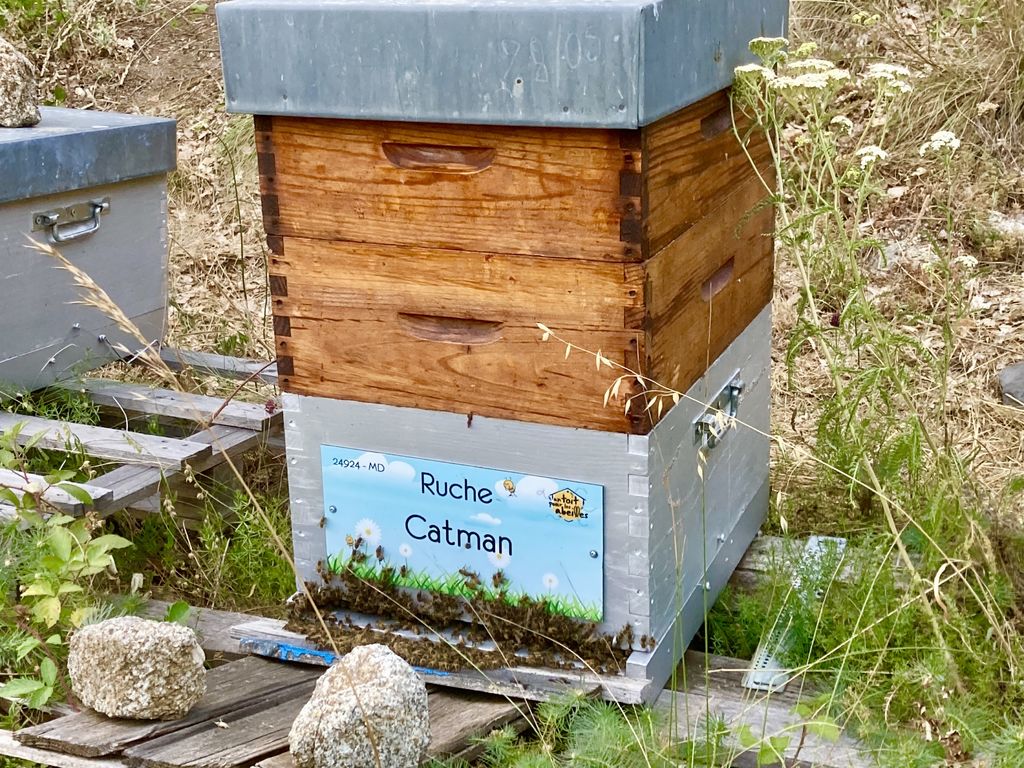 La ruche Catman