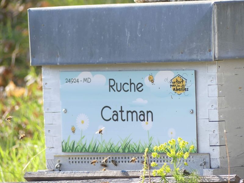 La ruche Catman