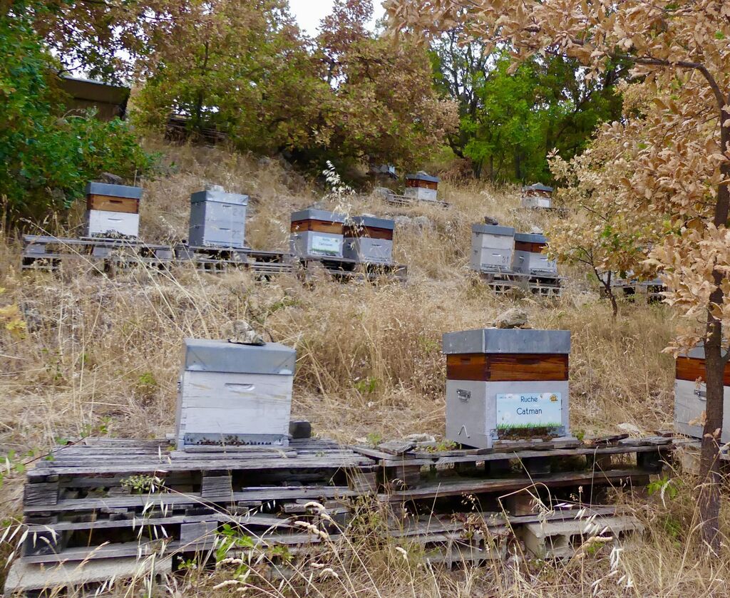 La ruche Catman
