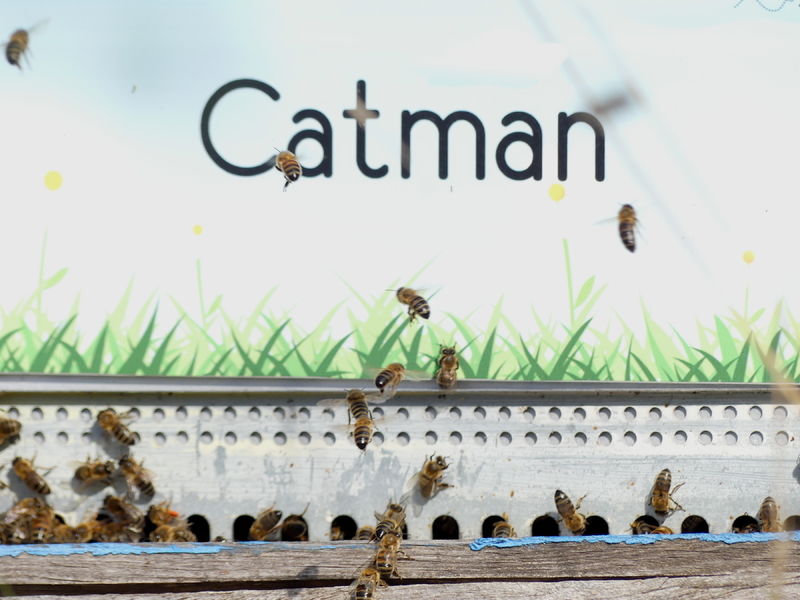 La ruche Catman