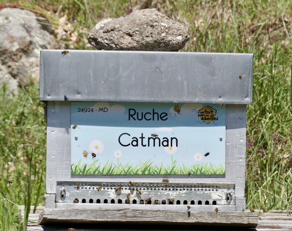 La ruche Catman