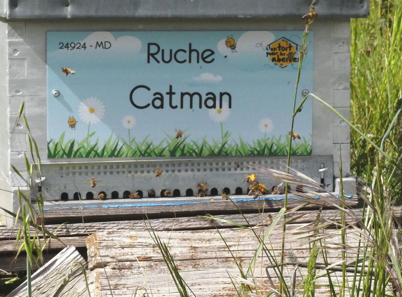 La ruche Catman