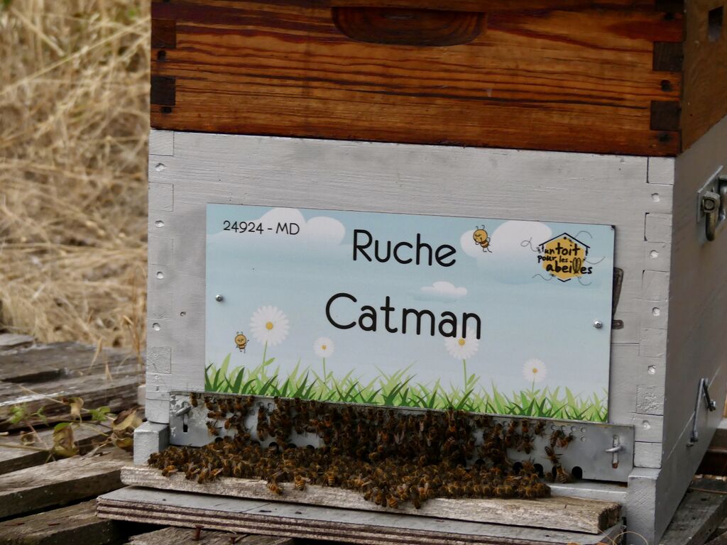 La ruche Catman