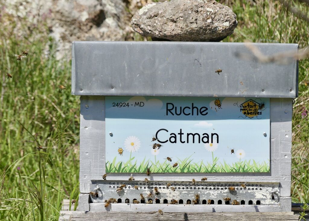 La ruche Catman
