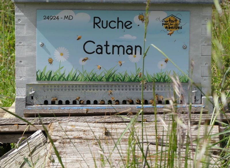 La ruche Catman