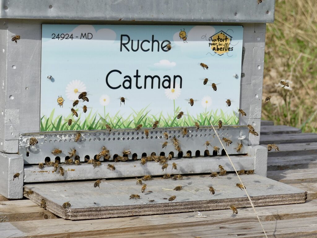 La ruche Catman