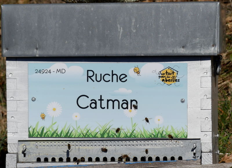 La ruche Catman