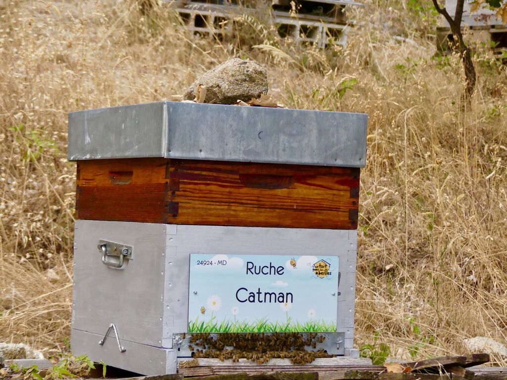 La ruche Catman