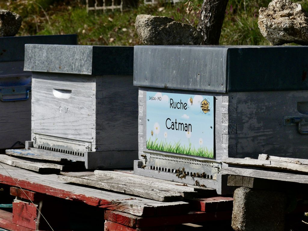 La ruche Catman
