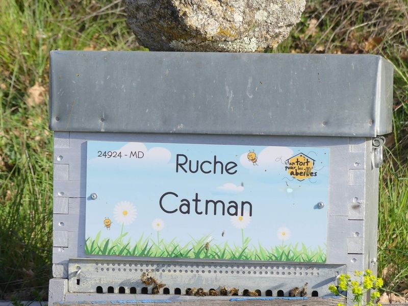 La ruche Catman