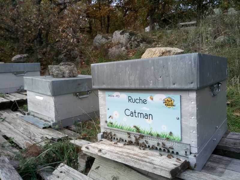 La ruche Catman