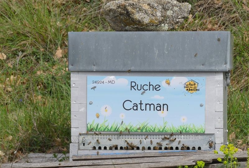 La ruche Catman