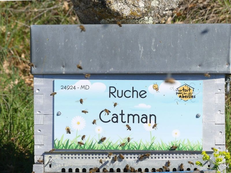 La ruche Catman