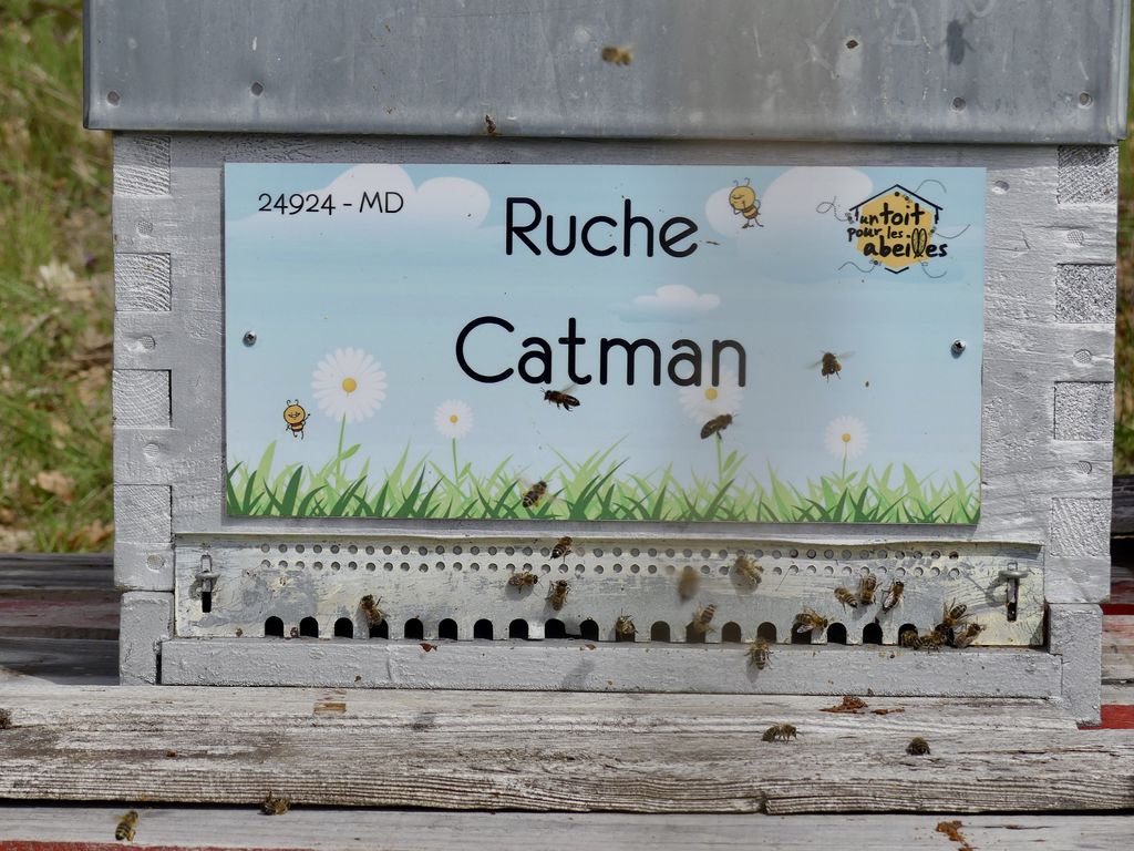 La ruche Catman