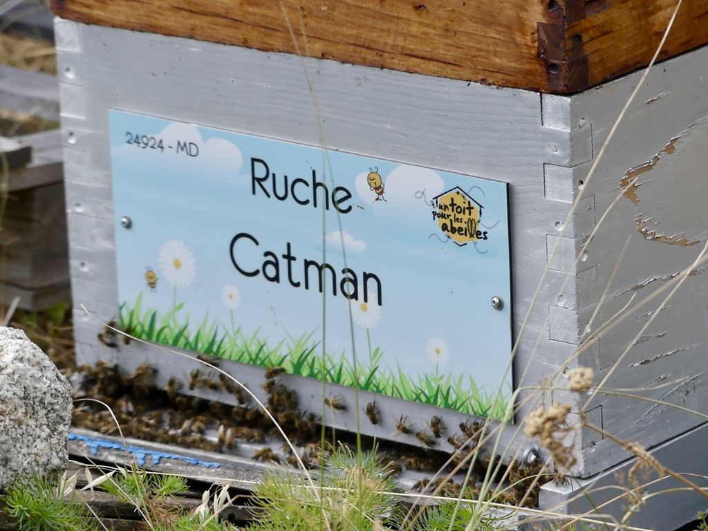 La ruche Catman