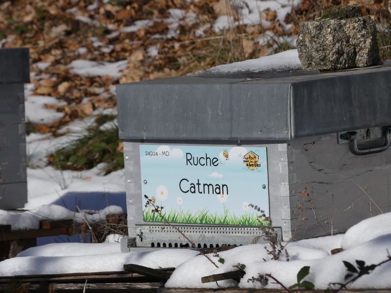 La ruche Catman