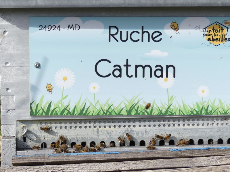 La ruche Catman