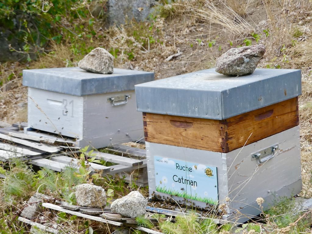 La ruche Catman
