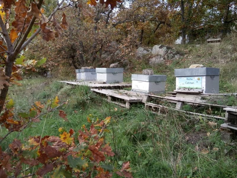 La ruche Catman