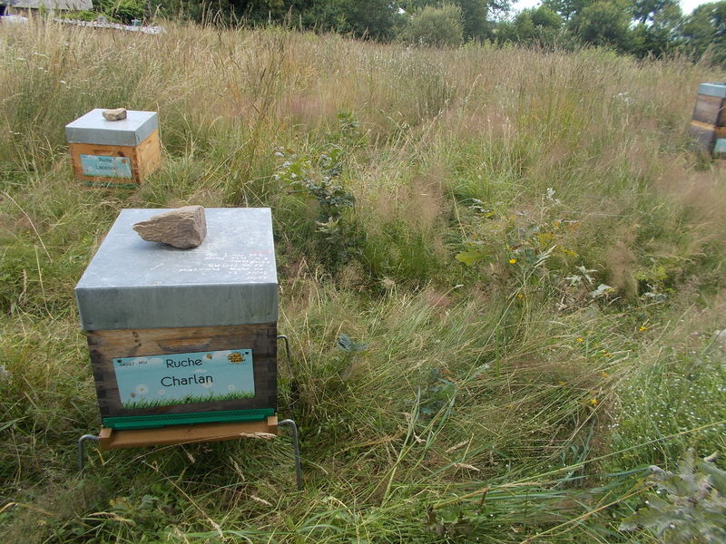 La ruche Charlan