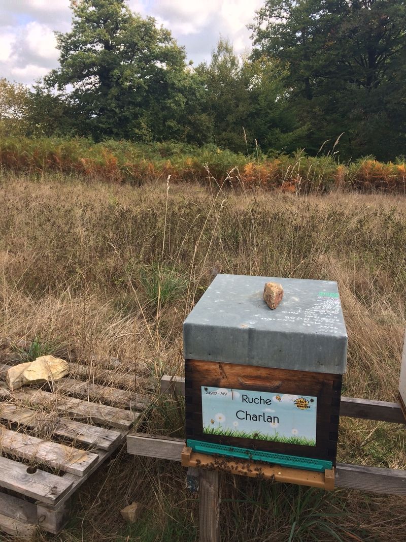 La ruche Charlan