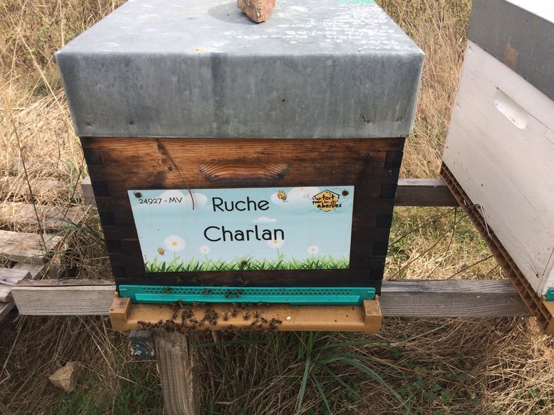 La ruche Charlan