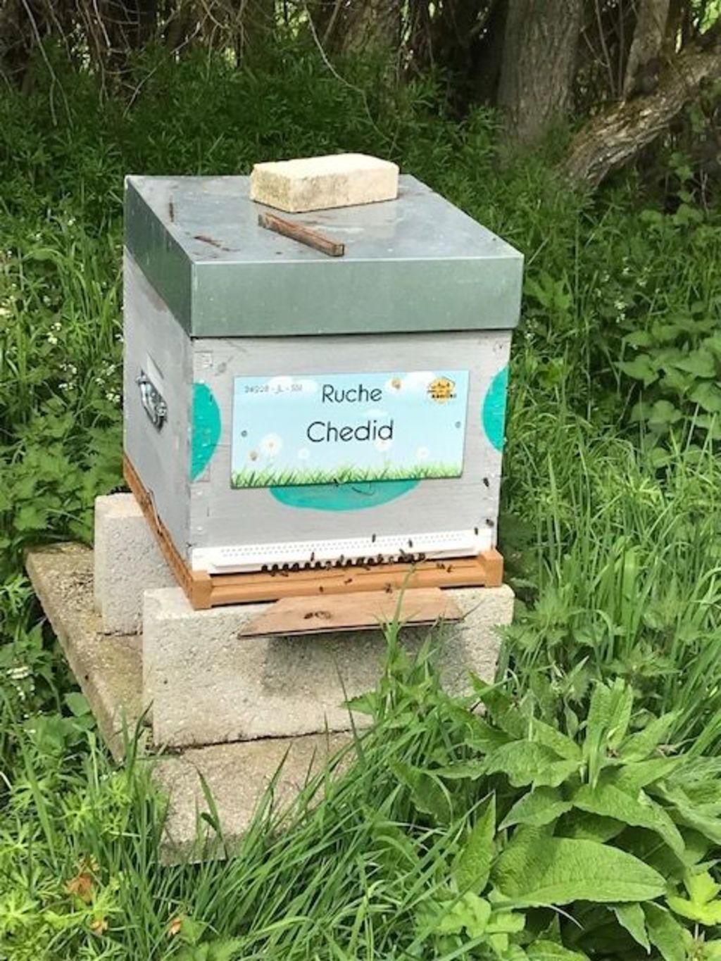 La ruche Chedid