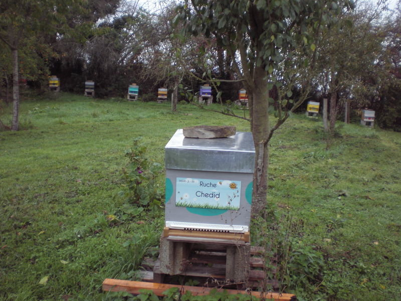 La ruche Chedid
