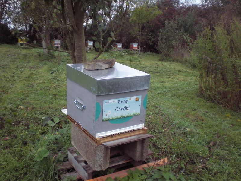 La ruche Chedid