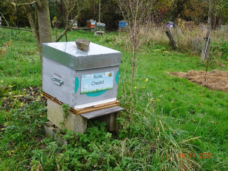 La ruche Chedid