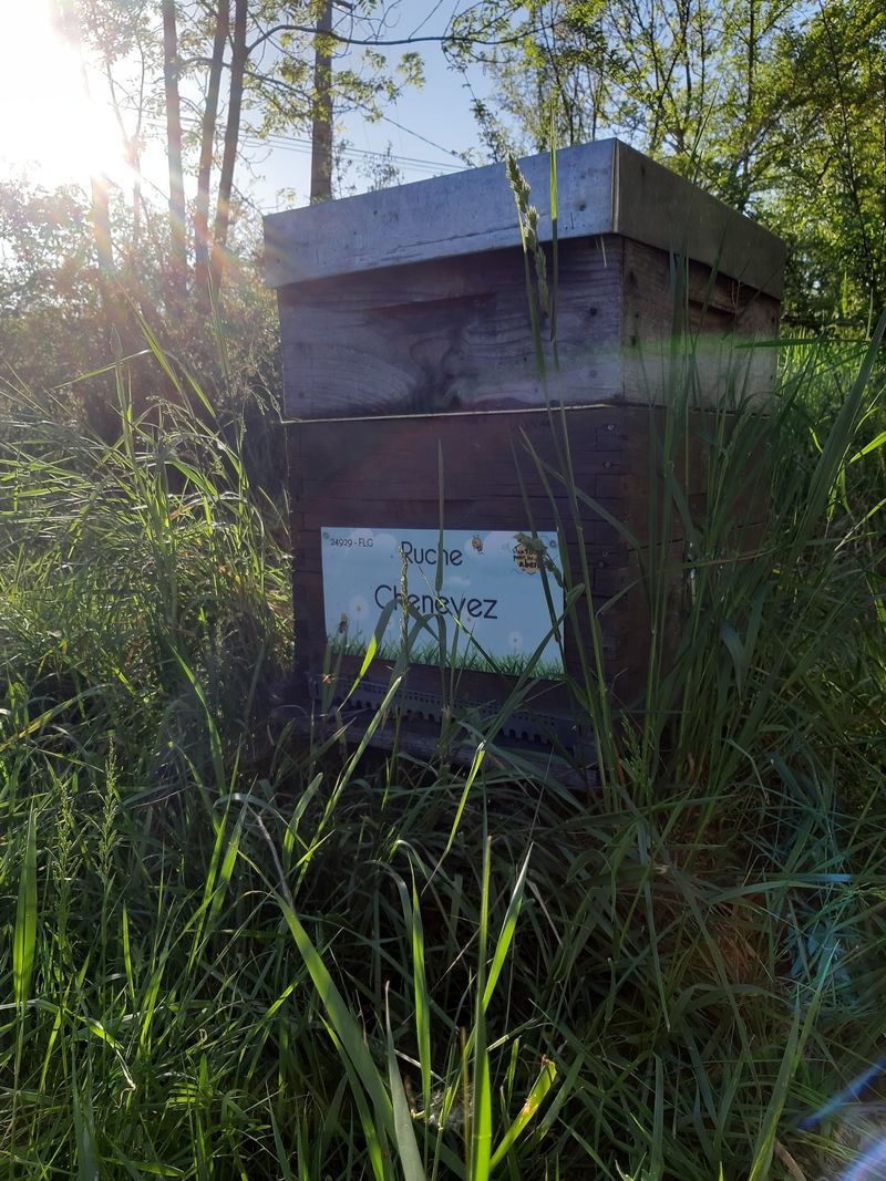 La ruche Chenevez