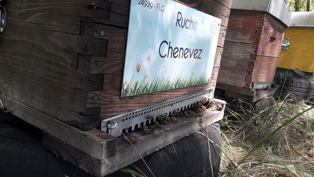 La ruche Chenevez