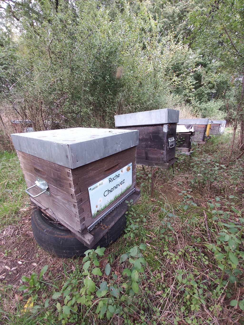 La ruche Chenevez