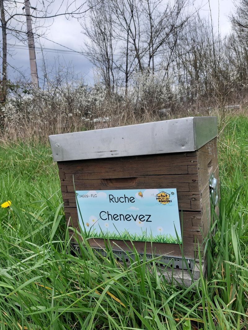 La ruche