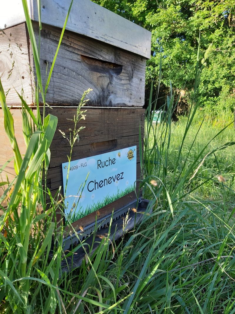 La ruche Chenevez