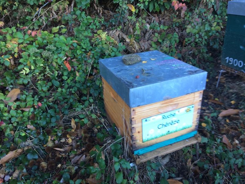 La ruche Chérèze