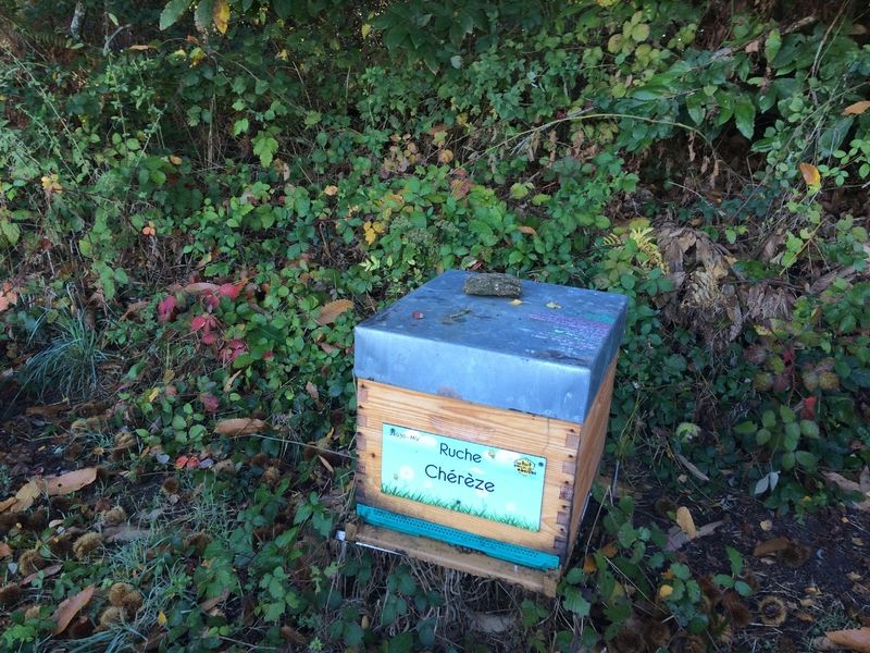 La ruche Chérèze