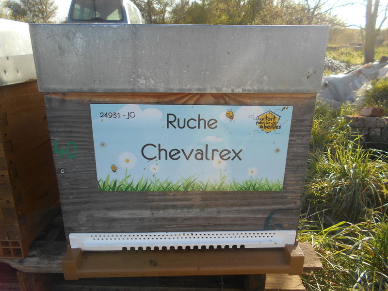 La ruche Chevalrex
