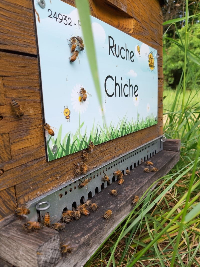 La ruche Chiche