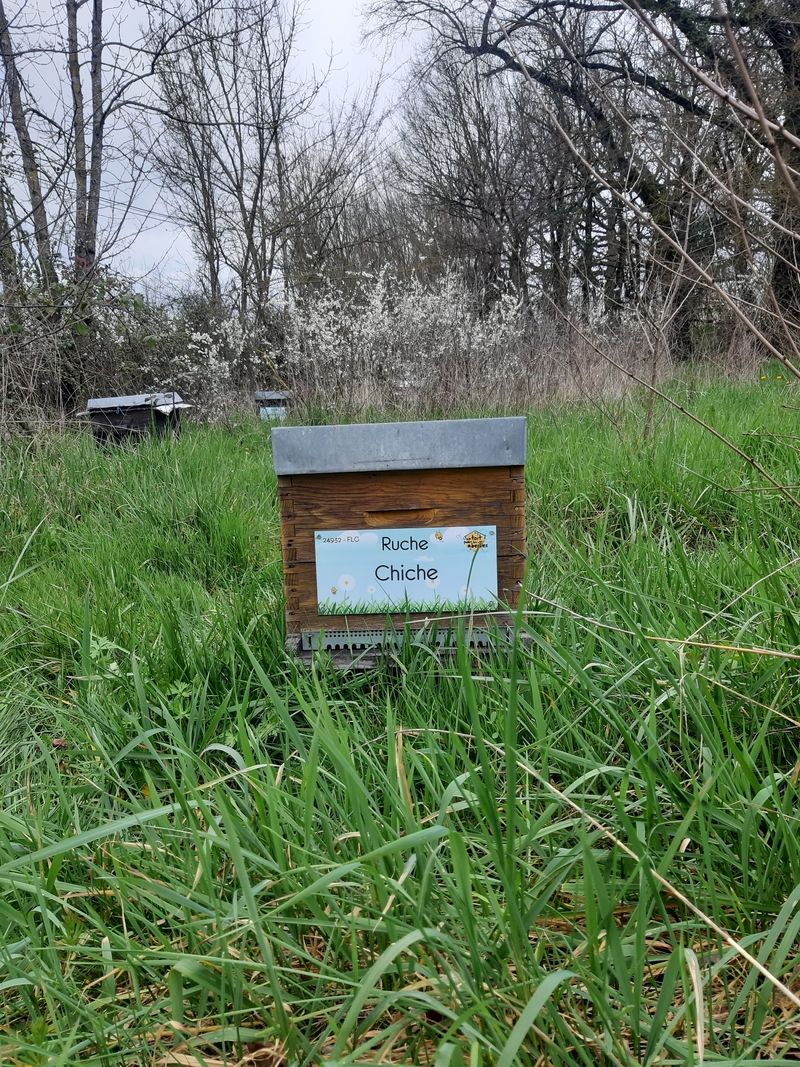 La ruche Chiche