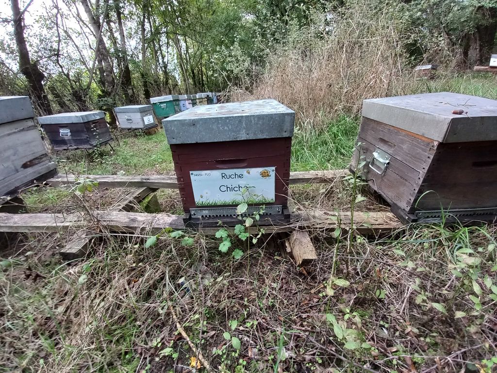 La ruche Chiche