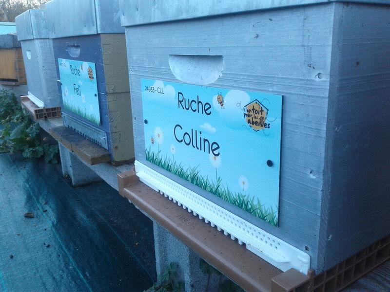 La ruche Colline