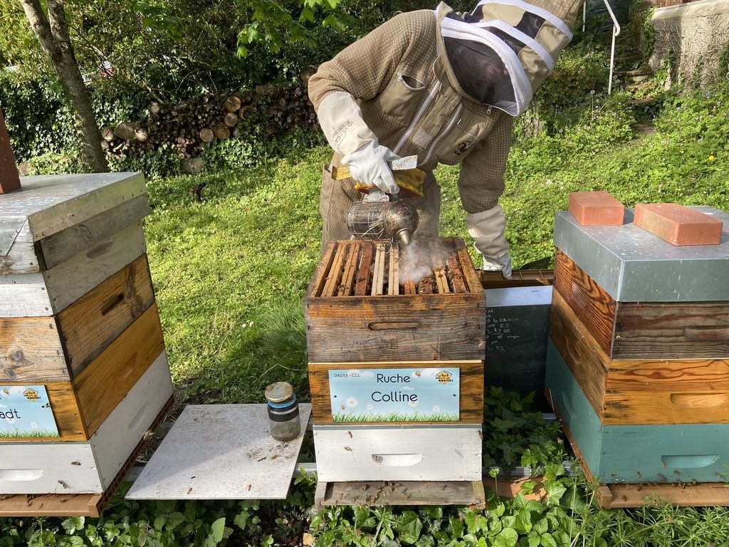 La ruche Colline