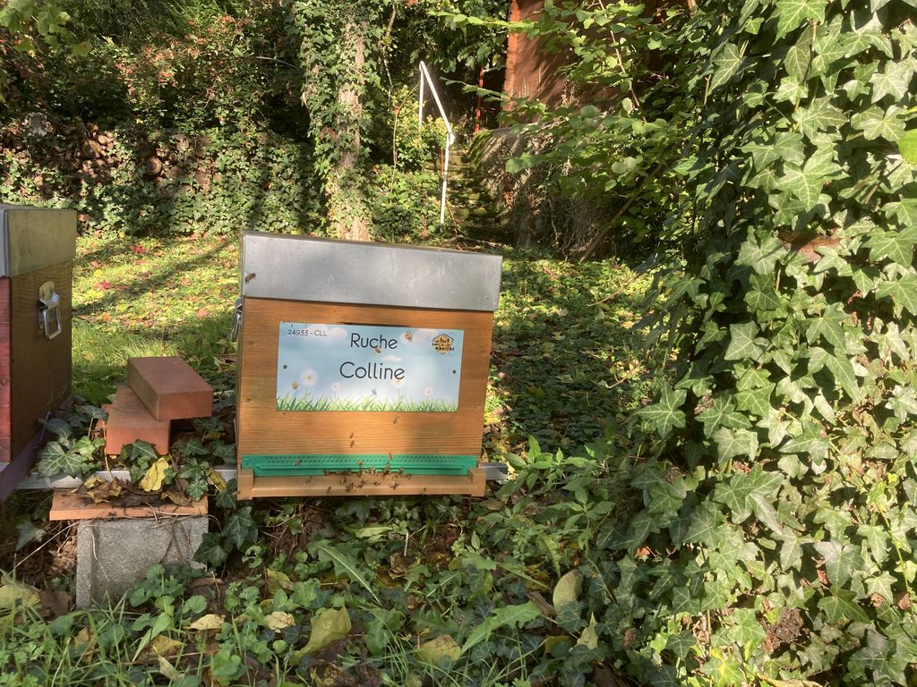 La ruche Colline
