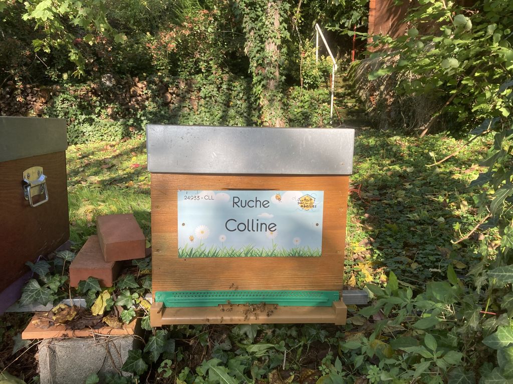 La ruche Colline