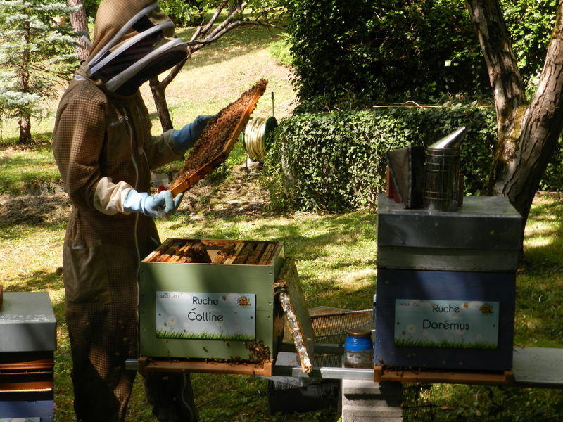 La ruche Colline