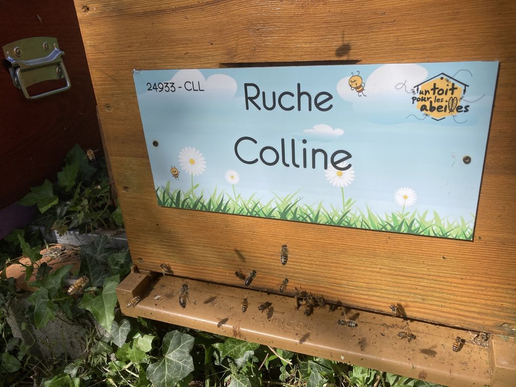 La ruche Colline